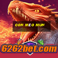 con mèo mun