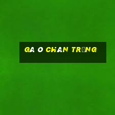 gà ô chân trắng