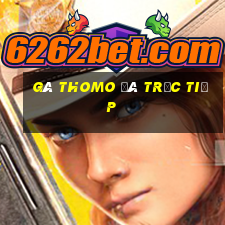 gà thomo đá trực tiếp