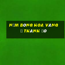 Năm bông hoa vàng ở Thành Đô