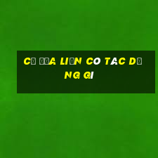 củ địa liền có tác dụng gì