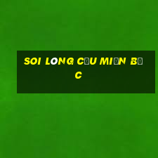 soi lòng cầu miền bắc