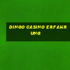 dingo casino erfahrung