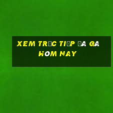 xem trực tiếp đá gà hôm nay