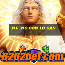 những con lô gan